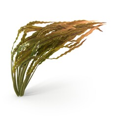 Photorealistic highly detailed 3D visualization of Cryptocoryne spiralis bend. 3D render.