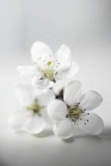 Fototapeta na wymiar Fleurs blanches en gros plan, macro de fleurs, illustration végétale, ia générative