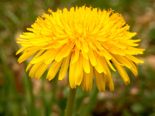 Close up of a vibrant yellow dandelion head
