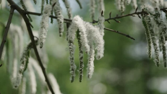 Slow motion shot of blossomin aspen in spring