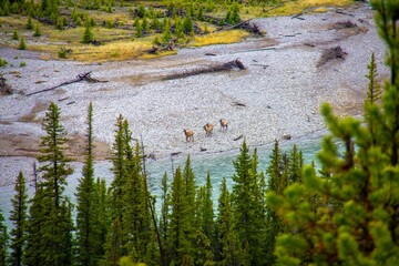 Beautiful autumn landscape with deer near the beach and spruce trees in the background