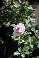 colorful rose with blur natural background