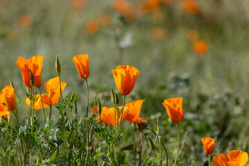 California poppies, Eschscholzia californica ssp mexicana, also known as Mexican gold poppies. A wildflower super bloom in the Sonoran Desert, March of 2023. Flowers in the Arizona desert by Tucson. 