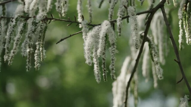 Slow motion shot of blossomin aspen in spring