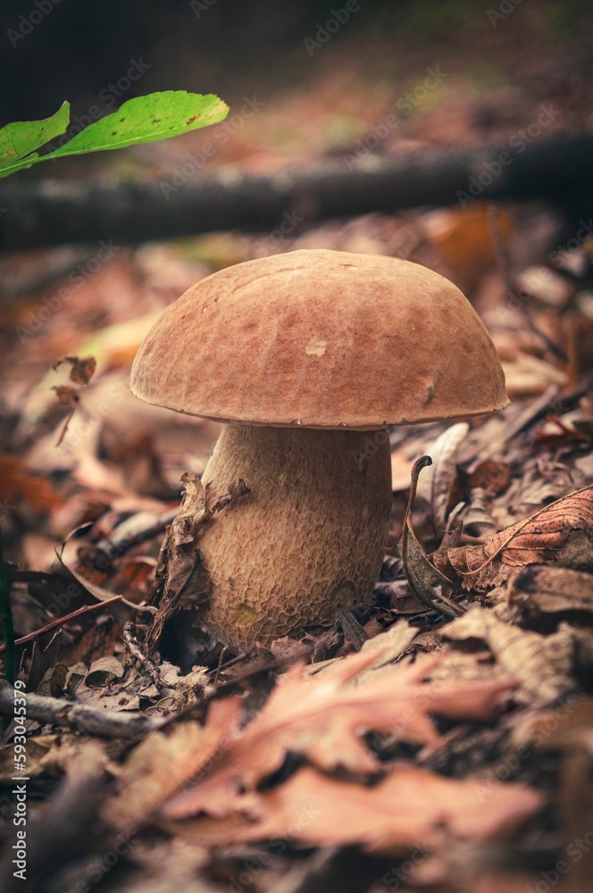 Canvas Prints vertical closeup of a boletus edulis mushroom on the ground in the forest