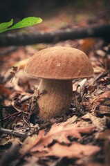 Vertical closeup of a boletus edulis mushroom on the ground in the forest