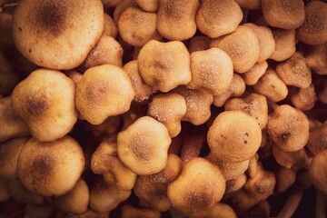 Group of Armillaria mellea edible wild mushrooms in closeup