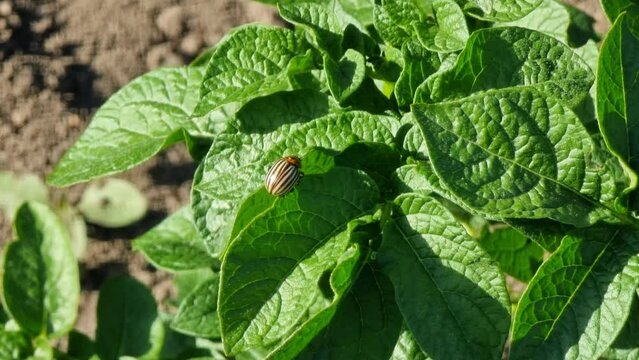 Colorado potato beetle on potato plant. Colorado potato beetle on potato leaf.