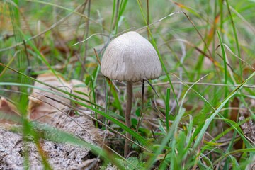 Wild Mycena mushroom in closeup surrounded by green grass
