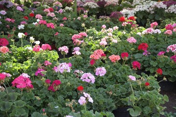 Garden with variety of colorful flowers