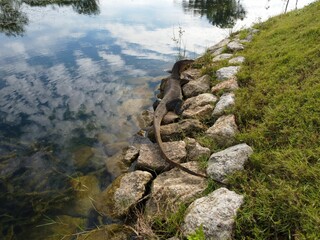Monitor lizard with a long tail walking on waterfront stones in an animal reserve