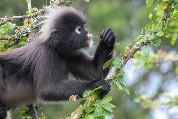 Closeup shot of a Dusky leaf monkey with black fur sitting on a tree and eating a leaf