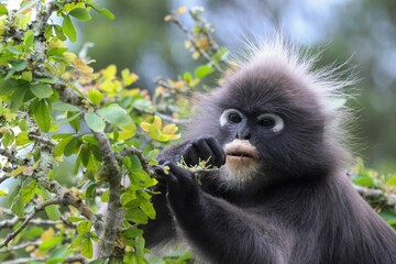 Obraz premium Closeup shot of a Dusky leaf monkey holding branch of a green tree on an isolated background