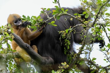 Closeup shot of a Dusky leaf monkey and its infant with orange fur sitting on a green tree