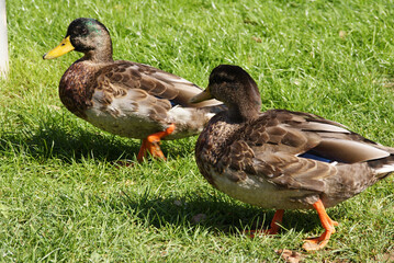 Ducks are fascinating water birds that belong to the Anatidae family and are closely related to geese and swans