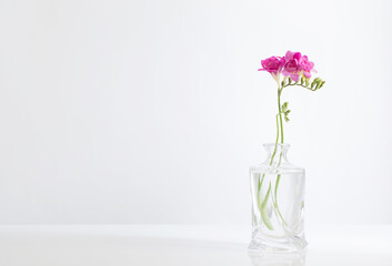 pink freesia in glass vase on white background