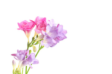 freesia flowers isolated on white background
