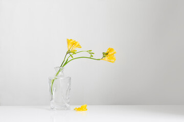 yellow freesia in glass vase on white background