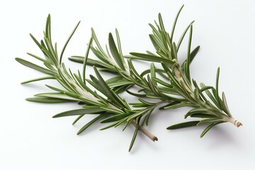 Fototapeta premium Fresh rosemary herb leaves isolated on the white background. Generative AI