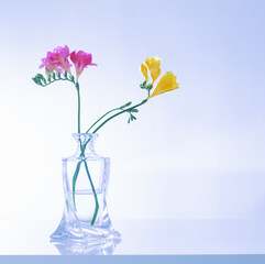 freesia in glass vase on blue  background