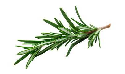 Fresh rosemary herb leaves are isolated on a transparent background. Generative AI