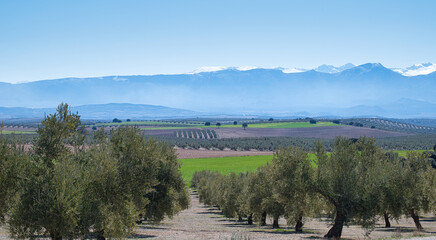 Obraz premium Andalusian agricultural landscape: large areas of cereal crops, olive trees and almond trees between hills and mountains