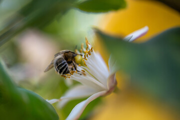 Bee on white flowers of a lemon tree