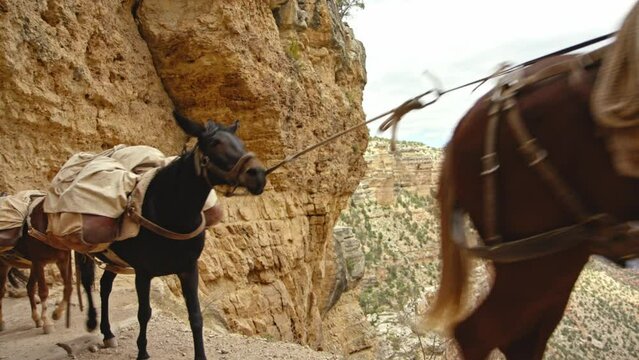 mules walking up grand canyon carrying gear