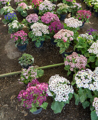 Pots with different ornamental flowers