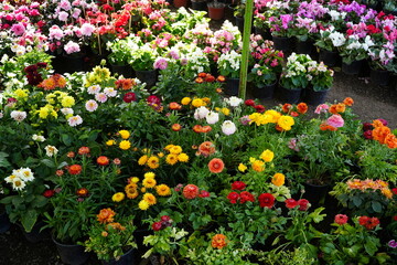 Garden with variety of colorful flowers