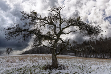 Bald crooked tree in the middle of a snowy field on a cloudy day