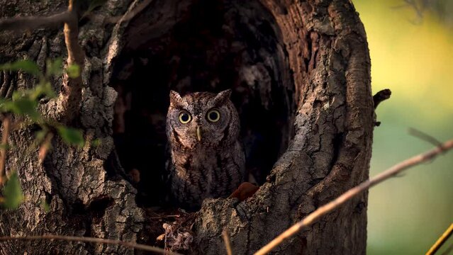 An eastern screech owl in southern Florida 