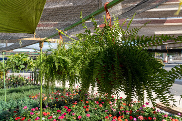 Hanging ferns in a nursery with flowers