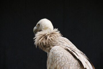 The Egyptian vulture, also known as nature's 
