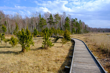 Fototapeta na wymiar A wooden tourist walkway with juniper trees along the edge. early spring in Latvia.