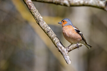 Fototapeta premium Close up of a male Chaffinch perched on branch with great bokah - side view
