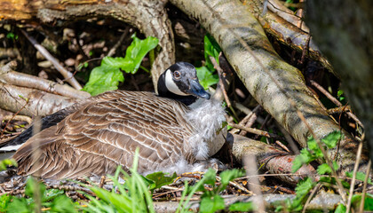 Close up of a Canada Goose sat on nest with fluffy white down feathers in beak