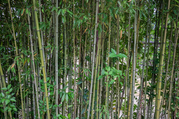 nature green bamboo grove background