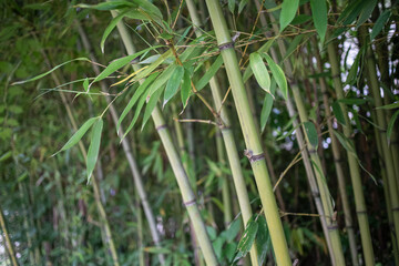 nature green bamboo grove background