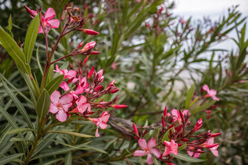 Obraz na płótnie Canvas nature pink oleander flowers background