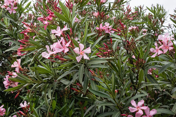 nature pink oleander flowers background