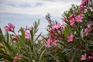 nature pink oleander flowers background