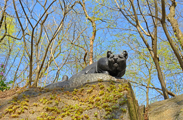 Bronze statue of American panther (1883) on bronze base mounted on natural rock, on west side of East Drive at edge of Ramble. Central Park, New York City