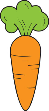 vector carrot vegetable illustration design