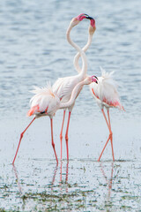 Flamingo on the island of Djerba - Tunisia