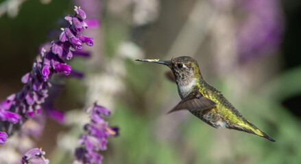 Tunnel Vision: An Anne's Hummingbird hovers in front of purple flowers where it feeds for breakfast...
