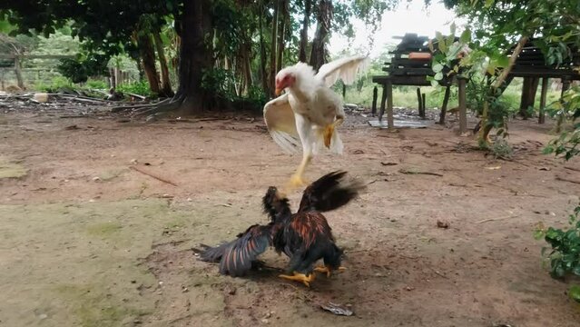 Young cockerel challenges old rooster to kung fu battle in slow motion