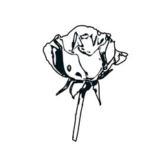 Black and white sketch of a rose bud with transparent background