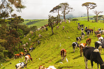 Cows at Ambewela diary farm, the prime location for milk production in Sri Lanka