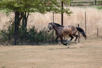 Fotobehang Horse in the camp 25 © JeanPierre